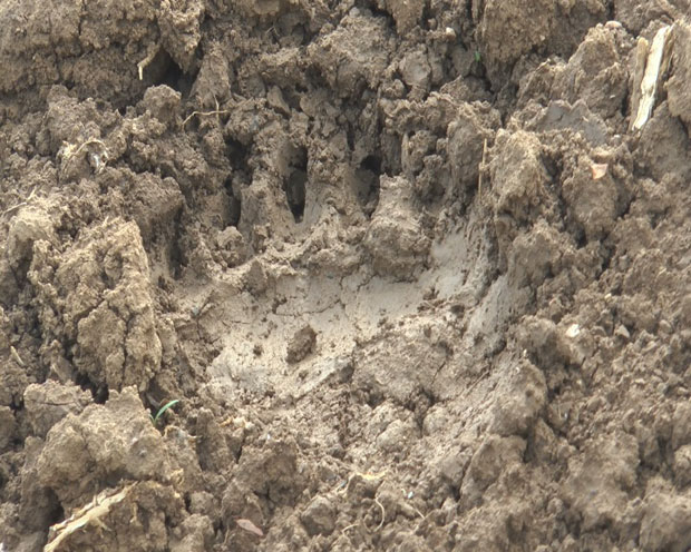 И, оде медвед ка Јелици...